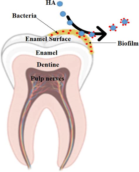 toothpaste dispersion|Nanotechnology in toothpaste: Fundamentals, trends, and safety.